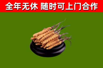 通河县回收冬虫夏草