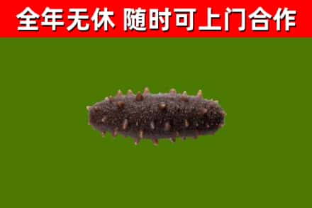 通河县回收海参干